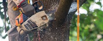 Best Tree Maintenance Programs  in Hillsborough, CA