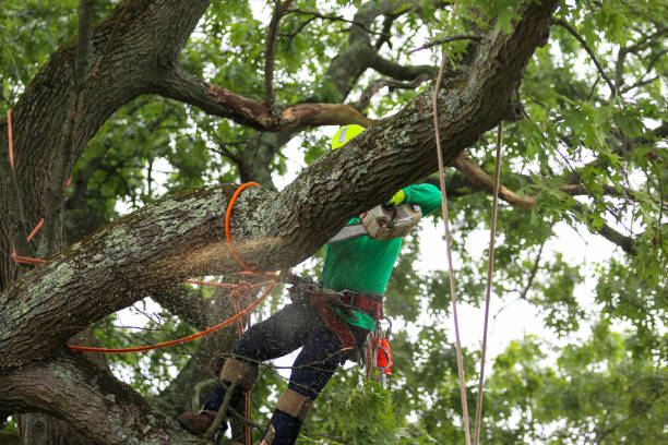 Best Emergency Tree Removal  in Hillsborough, CA